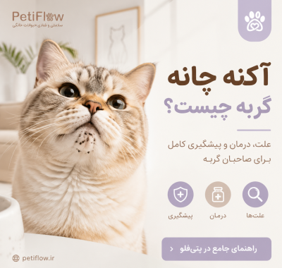 آکنه چانه گربه چیست؟ چتی فلو