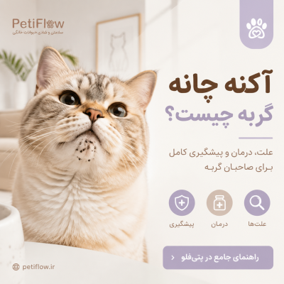 آکنه چانه گربه چیست؟ چتی فلو