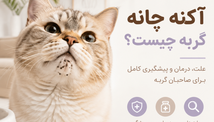 آکنه چانه گربه چیست؟ چتی فلو