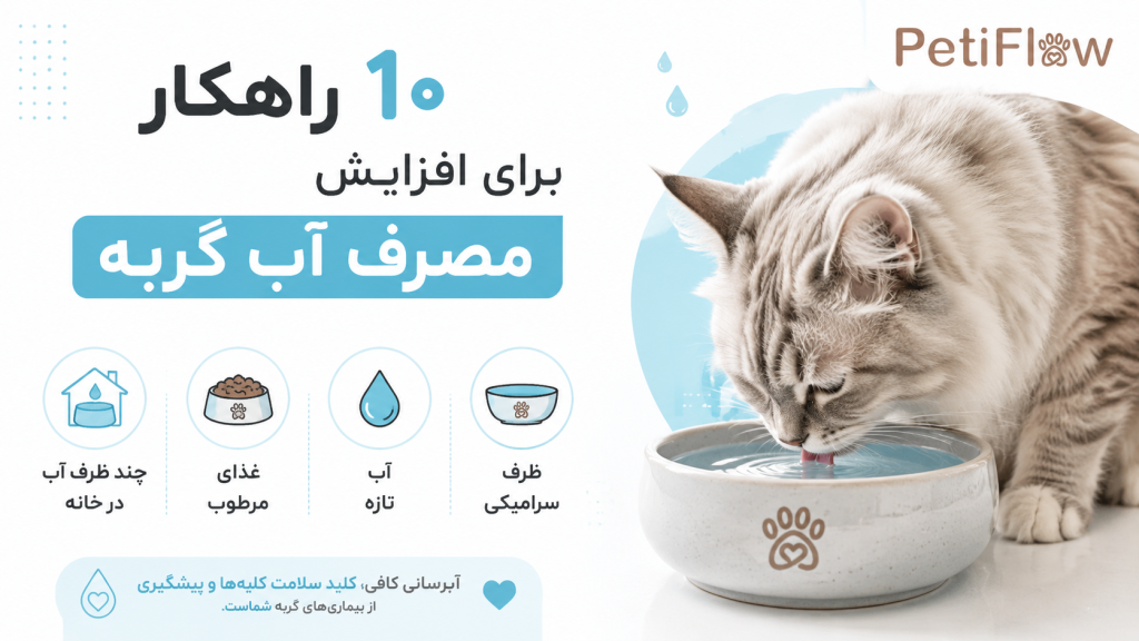 10 راهکار برای افزایش مصرف آب گربه