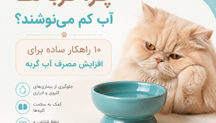 پتی‌فلو - چرا گربه های آب کم مینوشند؟